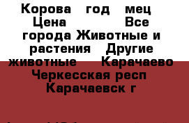 Корова 1 год 4 мец › Цена ­ 27 000 - Все города Животные и растения » Другие животные   . Карачаево-Черкесская респ.,Карачаевск г.